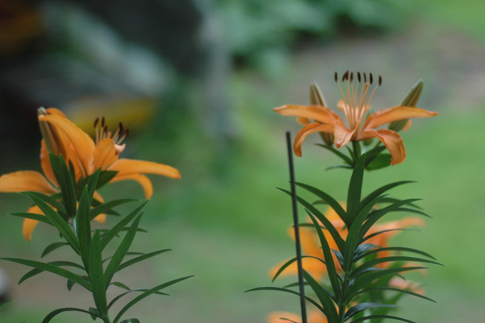 백합 - Lily, Lilium longiflorum Thunb.