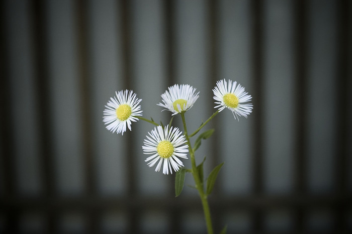 개망초 - Erigeron annuus