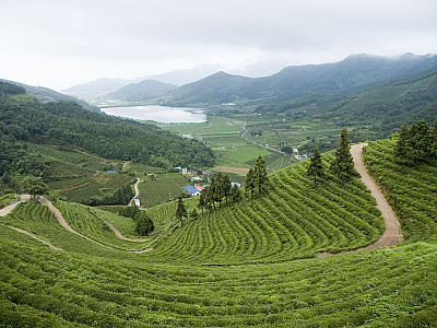 차나무 사진 - Camellia sinensis L. Photos