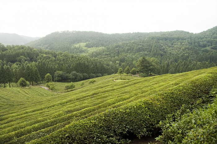 차나무 - camellia, Camellia sinensis L.
