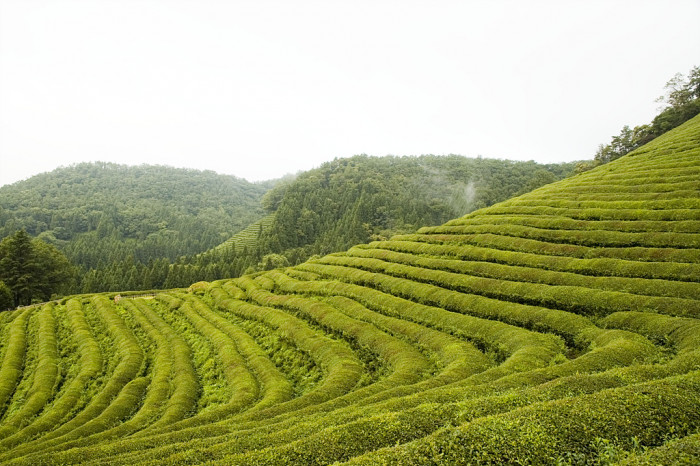 차나무 - camellia, Camellia sinensis L.