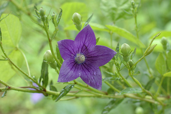 도라지 - ㅇㄹㅇㄹ, Platycodon grandiflorum