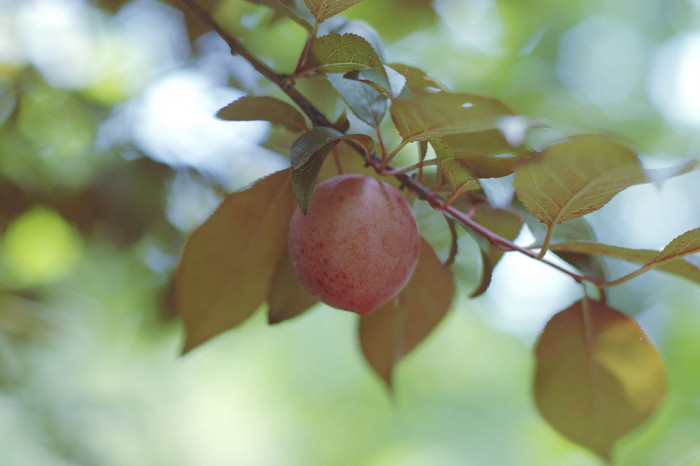 자두나무 - Prunus salicina Lindl. var. salicina