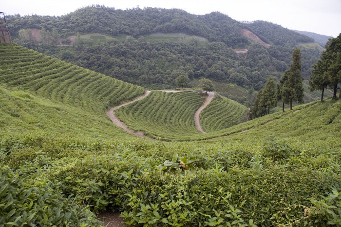 차나무 - camellia, Camellia sinensis L.