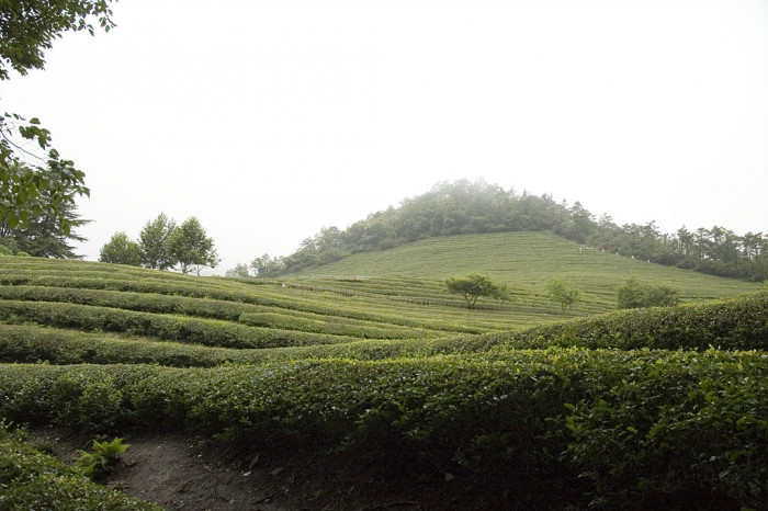 차나무 - camellia, Camellia sinensis L.
