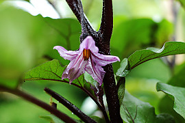 가지 - Solanum melongena L.