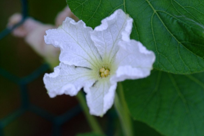 박 - Lagenaria leucantha Rusby