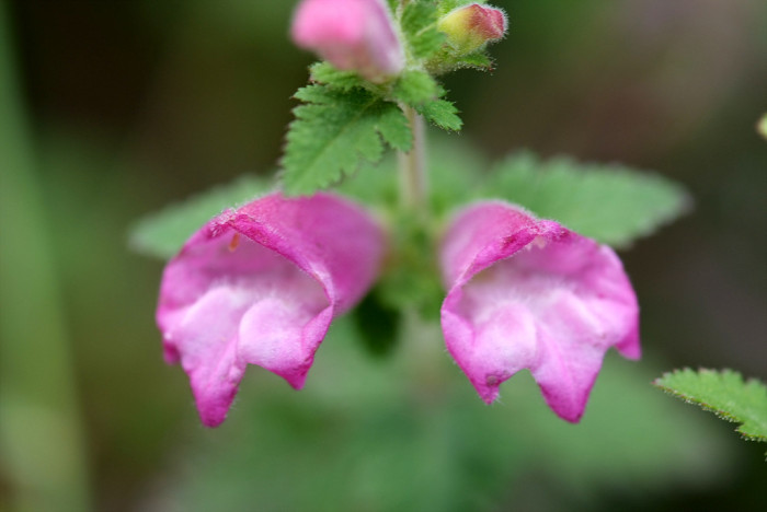 나도송이풀 - Phtheirospermum japonicum (Thunb.) Kanitz