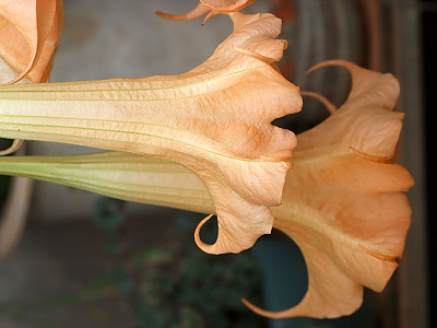 엔젤트롬펫 사진 - Growing Brugmansia Photos