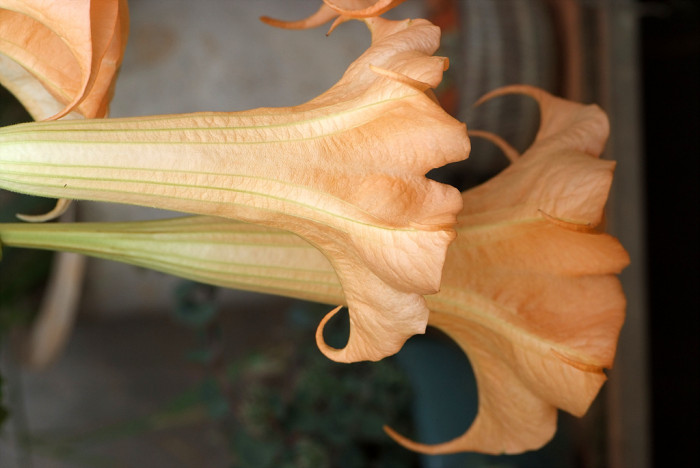 엔젤트롬펫 - Angels Trumpet, Growing Brugmansia