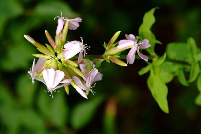 비누풀 - Saponaria officinalis L.