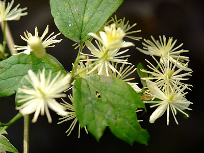 사위질빵 사진 - Clematis apiifolia Photos