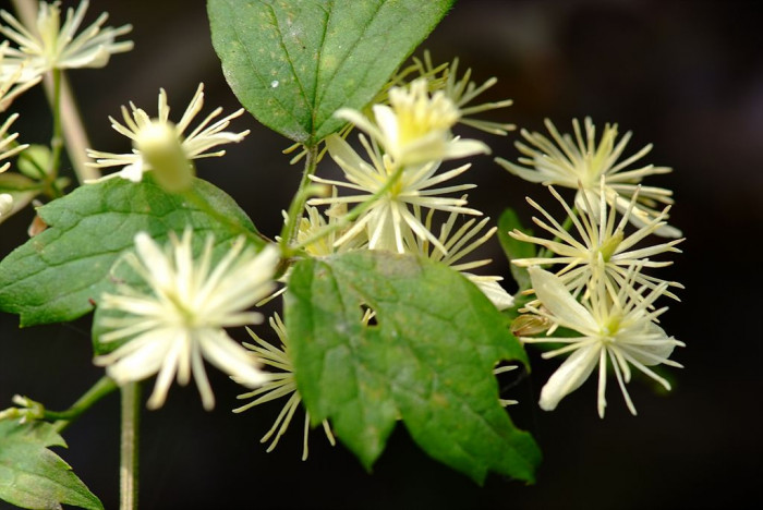 사위질빵 - Clematis apiifolia