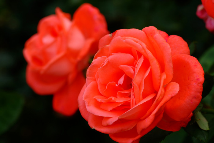 장미 - Rose, Rosa hybrida