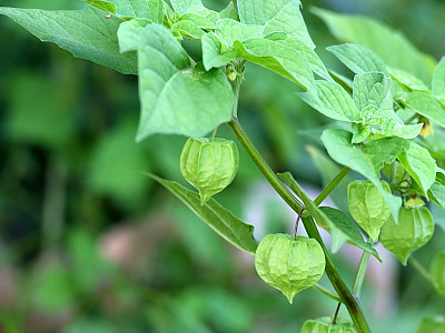 땅꽈리 사진 - Physalis angulata L. Photos
