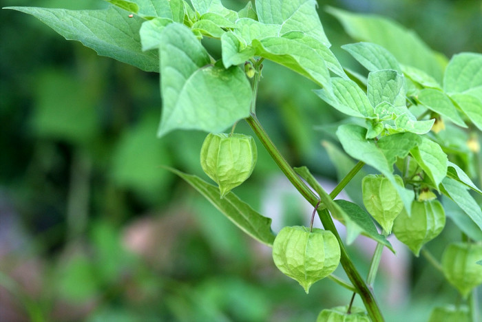땅꽈리 - Physalis angulata L.