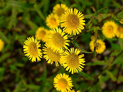 금불초 사진 - Inula britannica var. chinensis Photos