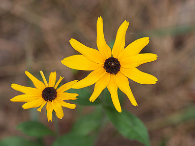 천인국 사진 - Gaillardia pulchella Foug. Photos