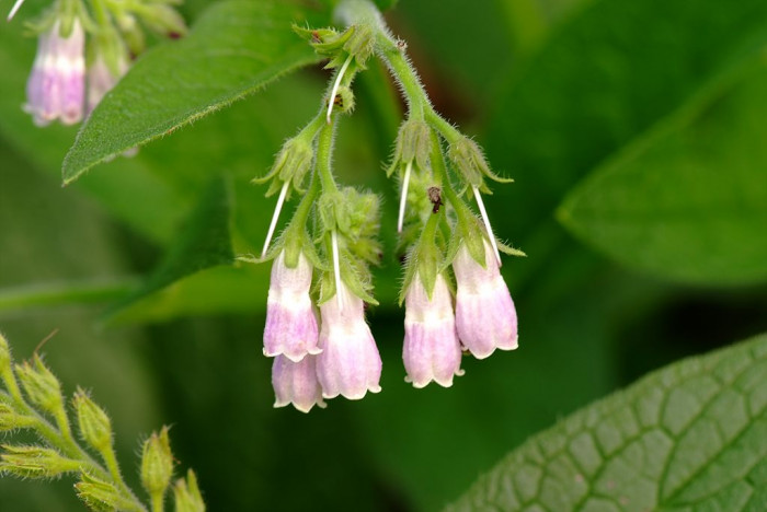 컴프리 - comfrey, Symphytum officinale L.