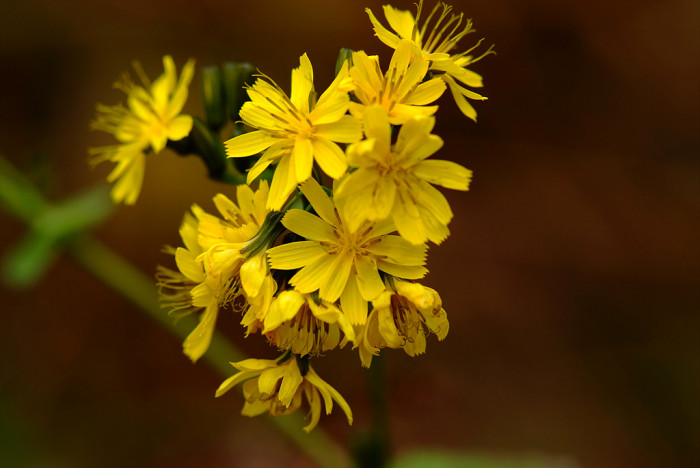 이고들빼기 - Crepidiastrum denticulatum (Houtt.) Pak & Kawano