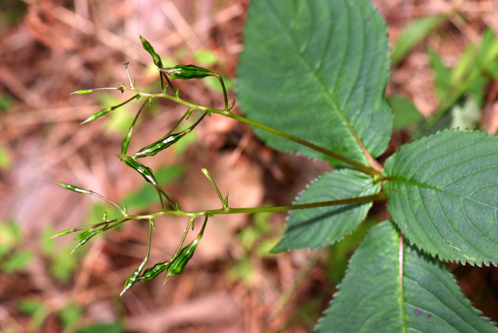물봉선 - Impatiens textori
