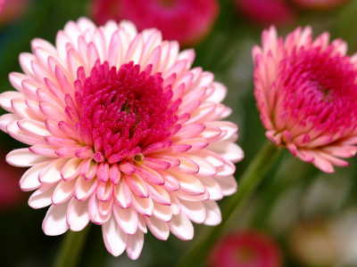 국화 사진 - Chrysanthemum morifolium Ramat. Photos