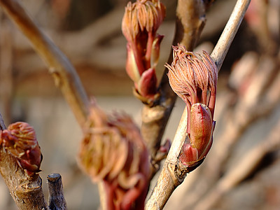 모란 사진 - Paeonia suffruticosa Andr. Photos
