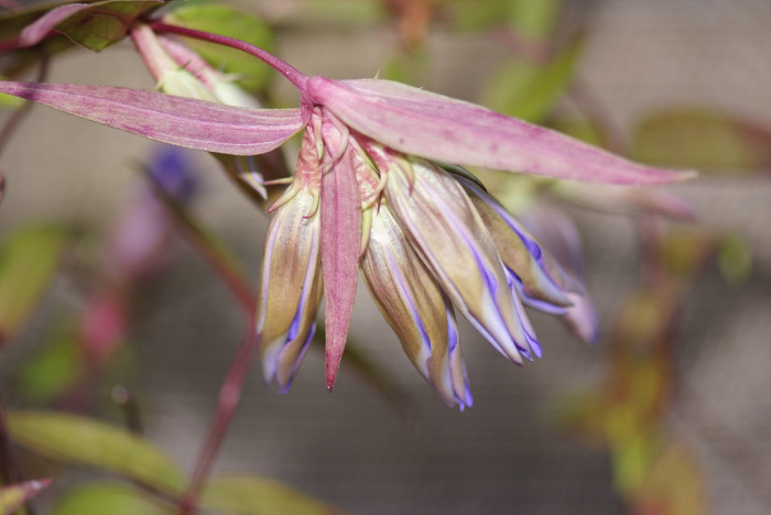 용담 - Gentiana scabra Bunge for. scabra