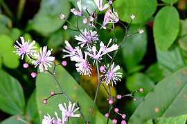 자주꿩의다리 - Thalictrum uchiyamai