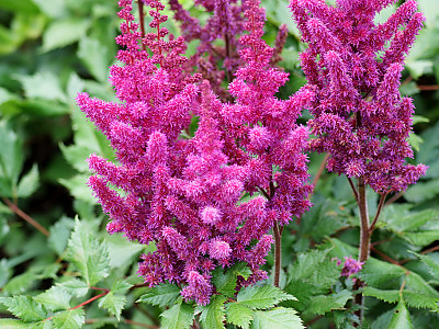 아스틸베 사진 - Astilbe spp. Photos