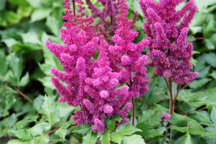 아스틸베 - Astilbe, Astilbe spp.