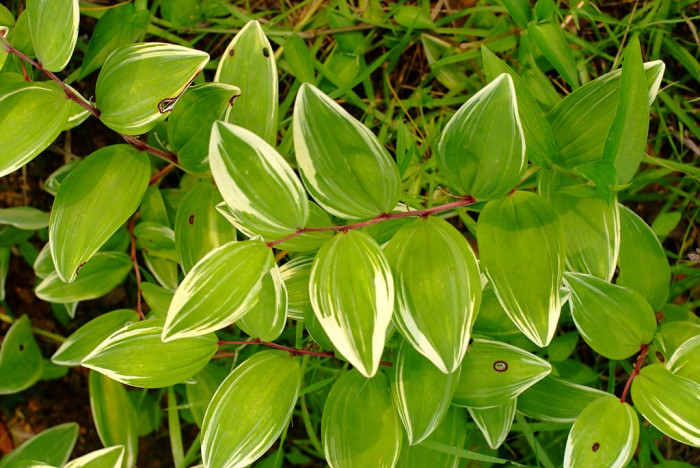 무늬둥글레 - 무늬둥글레, Polygonatum odoratum