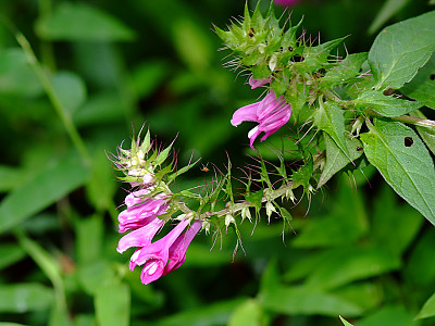 며느리밥풀꽃 사진 - Melampyrum roseum Maxim. Photos