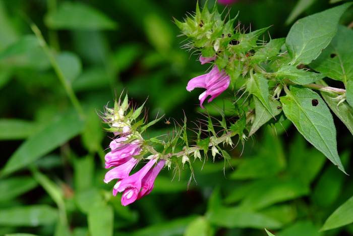 며느리밥풀꽃 - Rose Cowwheat, Melampyrum roseum Maxim.