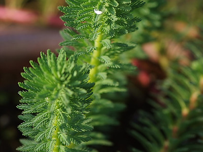 물수세미 사진 - Myriophyllum verticillatum Photos