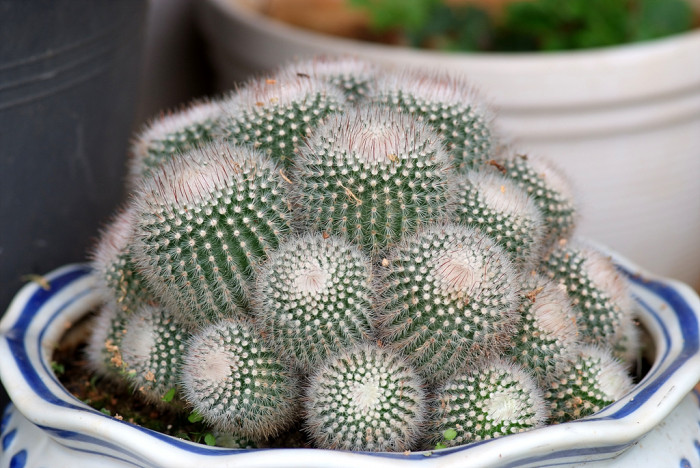 선인장 - Opuntia ficus-indica Mill.