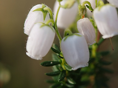 진퍼리꽃나무 사진 - Chamaedaphne calyculata Photos
