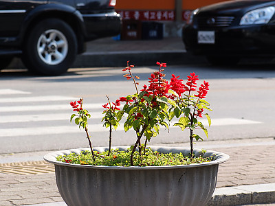사루비아 사진 - Salvia splendens Ker. Photos