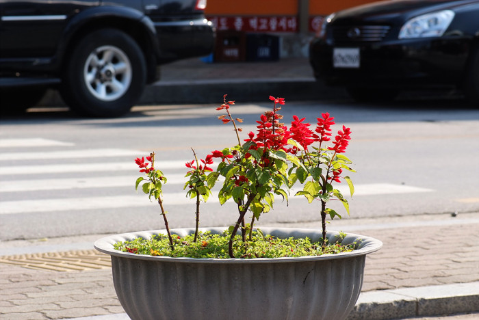 사루비아 - fire sage,, Salvia splendens Ker.