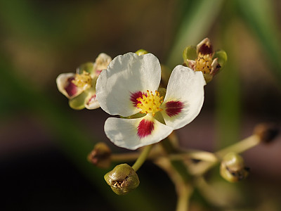 보풀 사진 - Sagittaria aginashi Makino Photos