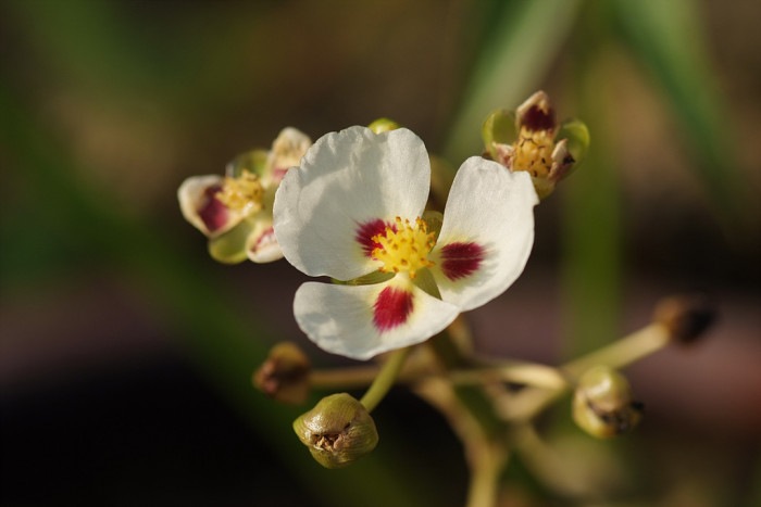 보풀 - Sagittaria aginashi Makino