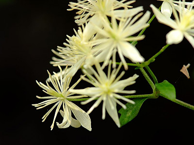 사위질빵 사진 - Clematis apiifolia Photos