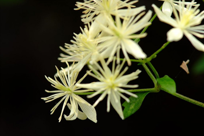 사위질빵 - Clematis apiifolia