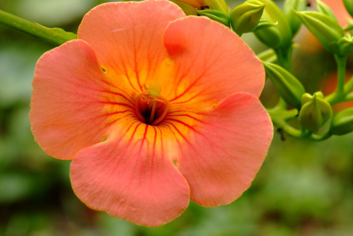 능소화 - Campsis grandifolia (Thunb.) K.Schum.