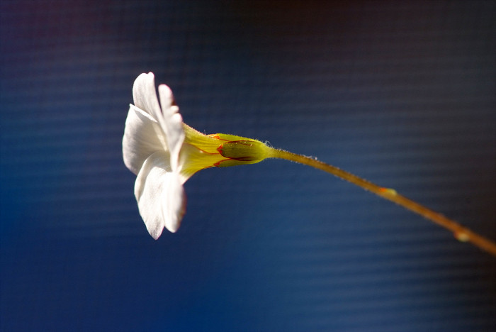 바람개비사랑초 - Oxalis, Wood Sorrel, Oxalis versicolor