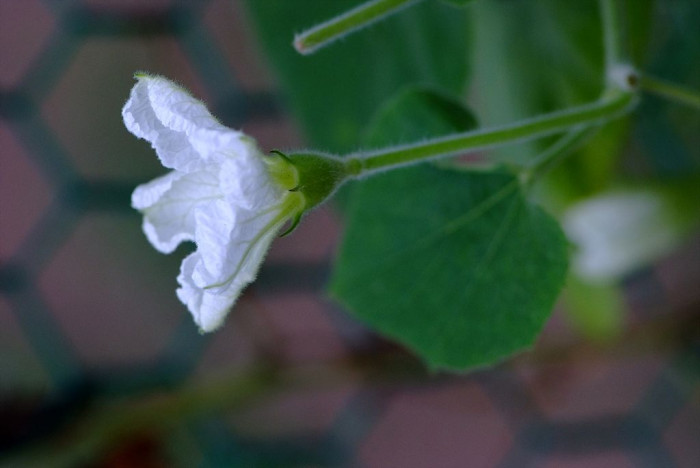 박 - Lagenaria leucantha Rusby