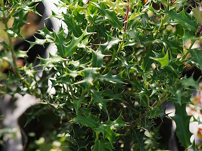 호랑가시나무 사진 - Ilex cornuta Lindl. & Paxton Photos