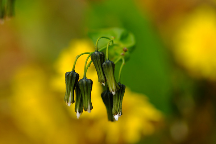 이고들빼기 - Crepidiastrum denticulatum (Houtt.) Pak & Kawano