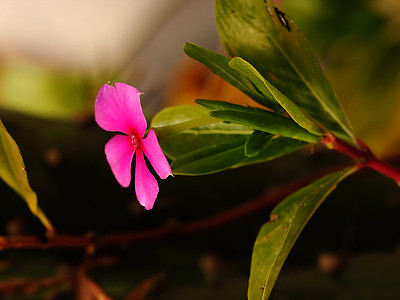 일일초 사진 - Catharanthus roseus G. Don (Vinca rosea L.) Photos