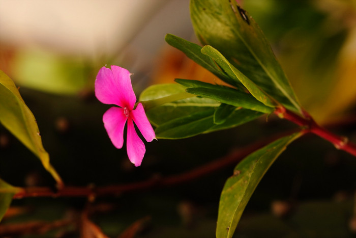 일일초 - Madagacar periwinkle, Catharanthus roseus G. Don (Vinca rosea L.)
